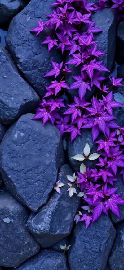 Vibrant purple leaves cascading over dark stones create a stunning contrast | 4K Wallpaper for Mobile | Purple, Black, Gray