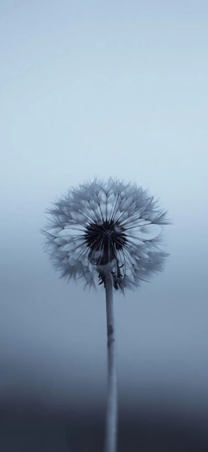 Close-up of a dandelion against a soothing gradient background in blue and gray; serene and minimalistic | 4K Wallpaper for Mobile