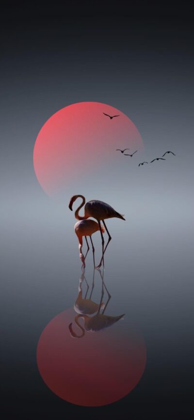 Two flamingos on calm water with a dramatic red sunset and flying birds | 4K Wallpaper for Mobile