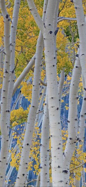 Serene white aspen trees with yellow leaves in a picturesque forest scene | 4K Wallpaper for Mobile | White, Yellow, Blue