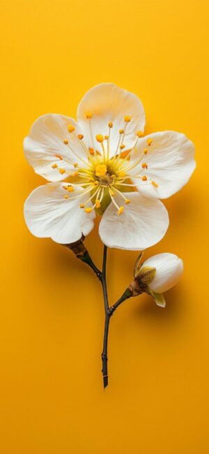 Delicate white cherry blossom with yellow center on vibrant yellow background | 4K Wallpaper, for Mobile | White, Yellow, Floral