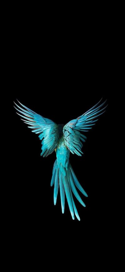 Blue parrot in flight against black background | Vivid feathers and elegant contrast | 4K Wallpaper for Mobile