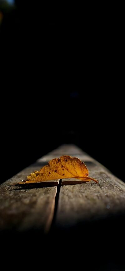 Golden-brown leaf on wooden surface, dark background, capturing solitude and texture. Autumn hues. | 4K Wallpaper, for Mobile