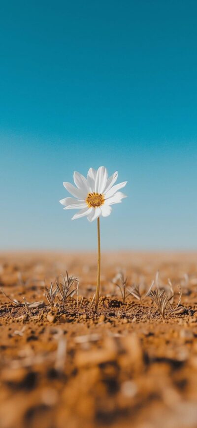 White daisy in a desert under blue sky, symbolizing resilience | 4K Wallpaper for Mobile