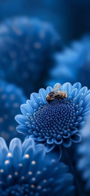 Close-up of a bee on a blue chrysanthemum, showcasing detailed textures with a softly blurred floral background | 4K Wallpaper for Mobile