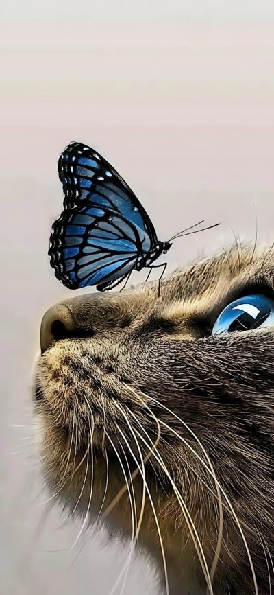 Curious cat with blue eye, butterfly on nose | 4K Wallpaper for Mobile | Blue, brown, gray hues | Nature and animal harmony