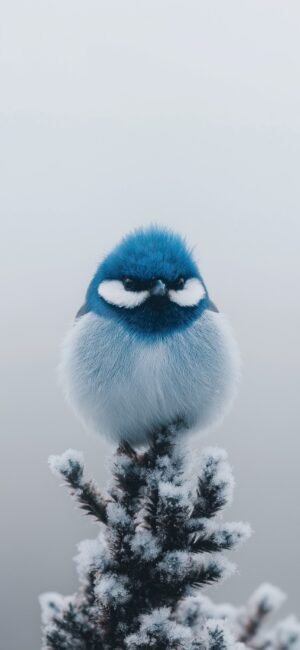 Fluffy blue and white bird on snow-covered branch, serene wintry scene. | 4K Wallpaper, for Mobile | Blue, white, and gray tones.