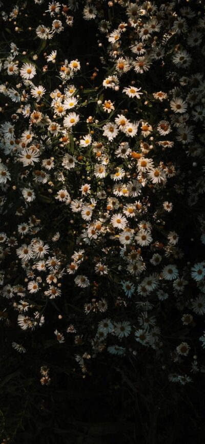 Daisies in dark setting; contrast with white petals & deep background. Highlight natural beauty. | 4K Wallpaper for Mobile