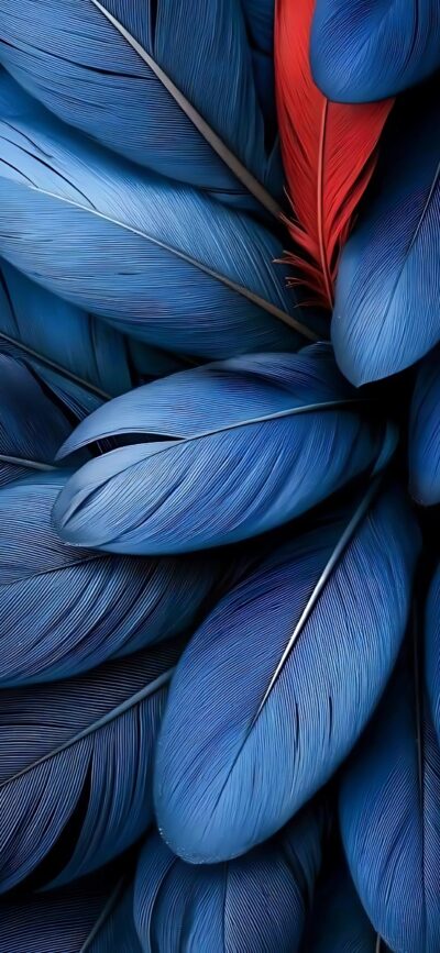 Blue and red feathers in an abstract pattern, highlighting vivid contrasts and textured details | 4K Wallpaper for Mobile