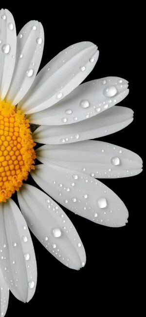 Daisy with dewdrops on white petals, bright yellow center on black background. | 4K Wallpaper, for Mobile