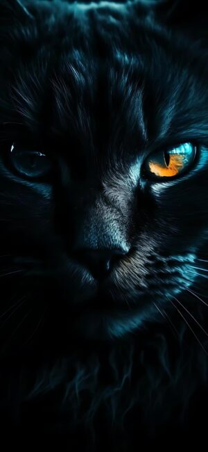 Black cat with heterochromatic eyes, vibrant orange and mesmerizing blue, exuding feline allure | 4K Wallpaper for Mobile