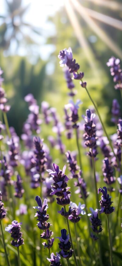 Lush lavender field basking under sunlight, capturing vibrant purple hues. Tranquil atmosphere. | 4K Wallpaper for Mobile