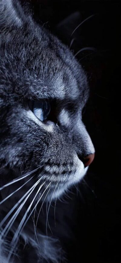 Close-up of a cat with blue eyes, grey fur on a dark background. Graceful features, soft texture. | 4K Wallpaper, for Mobile