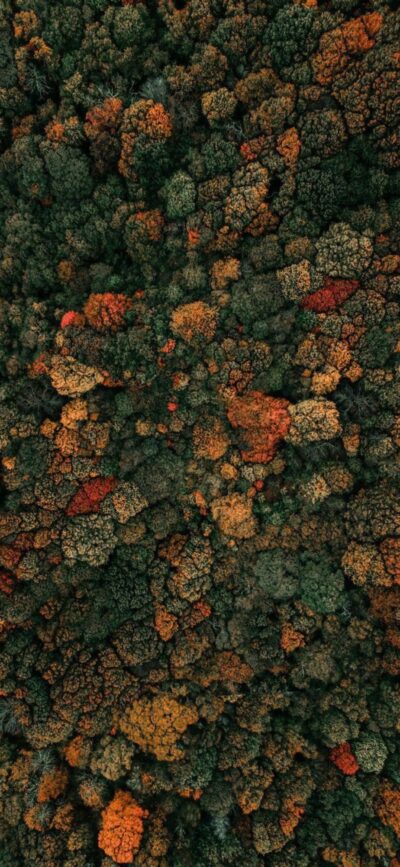 Aerial view of dense forest with vibrant fall foliage in orange, red, green hues. | 4K Wallpaper for Mobile