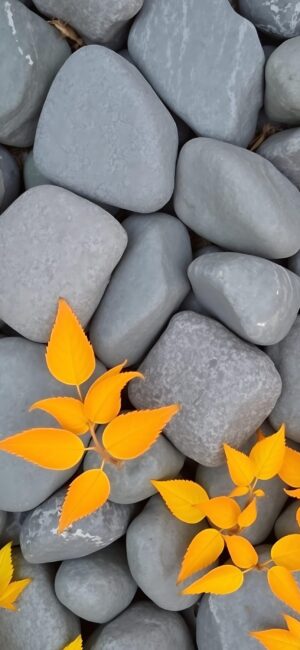 Smooth grey stones with vibrant orange-yellow leaves for a striking natural texture | 4K Wallpaper for Mobile