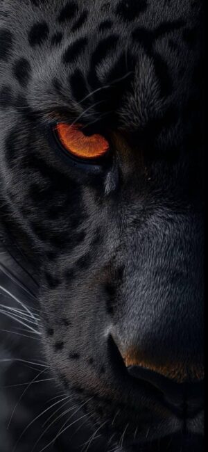 Close-up of a black panther with intense orange eye and sleek fur | 4K Wallpaper for Mobile | Black, Orange, and Gray Colors