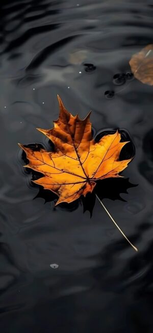 Single autumn maple leaf on dark reflective water, serene contrast of rich orange and dark tones | 4K Wallpaper, for Mobile