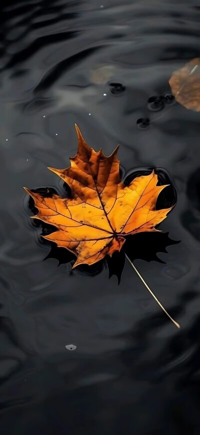 Single autumn maple leaf on dark reflective water, serene contrast of rich orange and dark tones | 4K Wallpaper, for Mobile