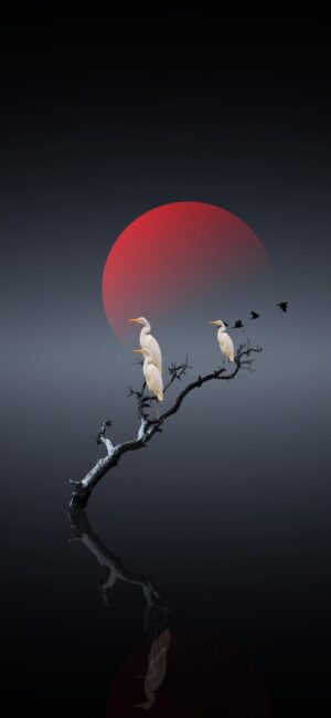 Serene white egrets on a bare branch with a bold red sun backdrop against a dark sky, birds in the distance | 4K Wallpaper for Mobile