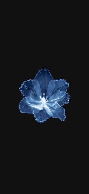 4K Mobile Wallpapers Free Download | 6198 | for Android & iPhone FF628